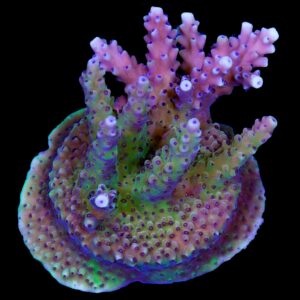 Pink Cadillac Acropora Coral - Mini Colony