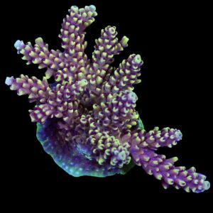 Vivid's Crazy 8 Acropora Coral - Mini Colony