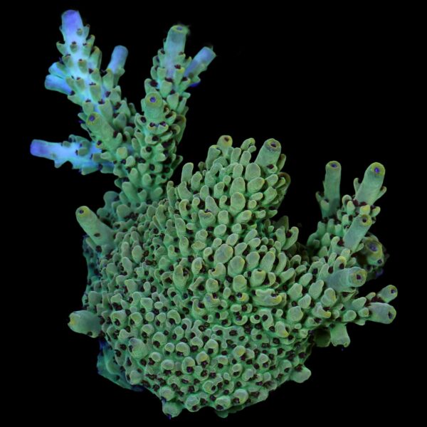 Cosmic Space Case Acropora Coral - Mini Colony