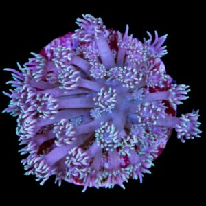 Kaleidoscope Goniopora Coral