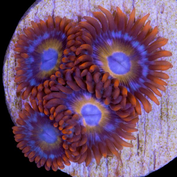 Blue Eyed Blonde Zoanthids