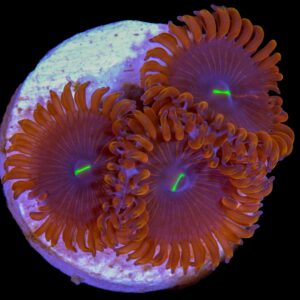 Red People Eater Zoanthids