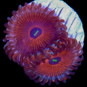 Agave Zoanthids