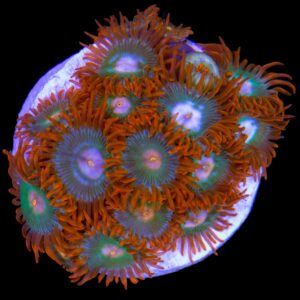 Topicana Zoanthids