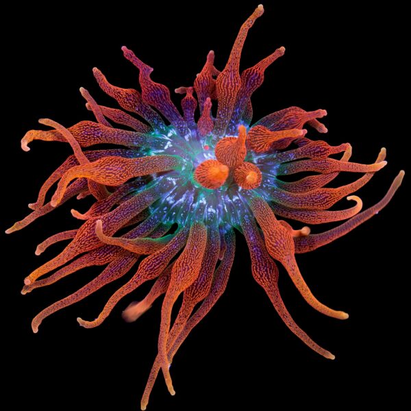 Colorado Sunburst Anemone (Aqua Cultured)