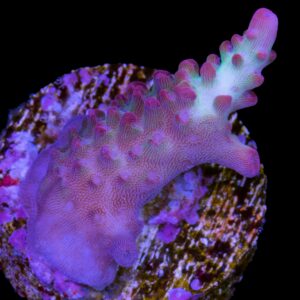 Shortcake Acropora Coral