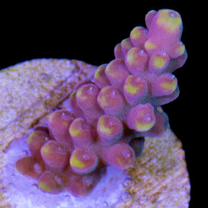 Bomb Diggity Acropora Coral - New Release