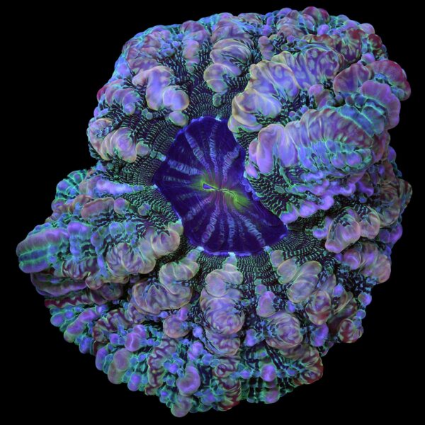 Master Indophyllia Coral