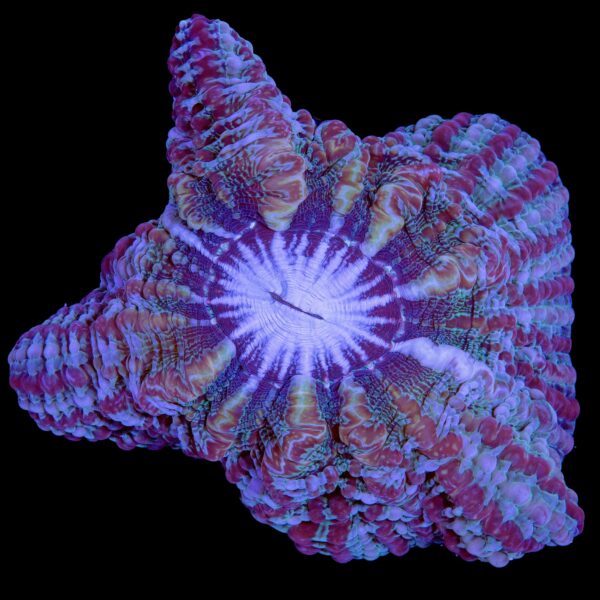 Rainbow Indophyllia Coral