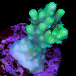 Toxic Table Acropora Coral