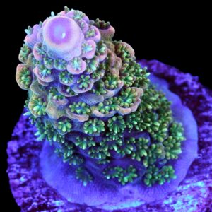 Magneto Millepora Acropora Coral