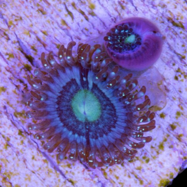 Blue Bells Zoanthids