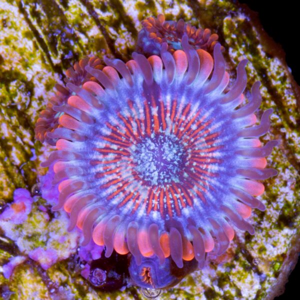 White Zombie Zoanthids