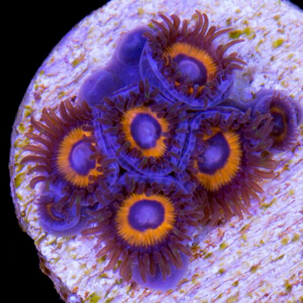 Bullseye Zoanthids