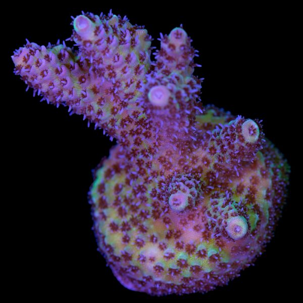 Raspberry Table Acropora Coral