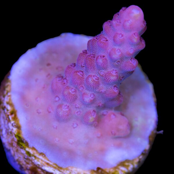 Pink Phoenix Acropora Coral