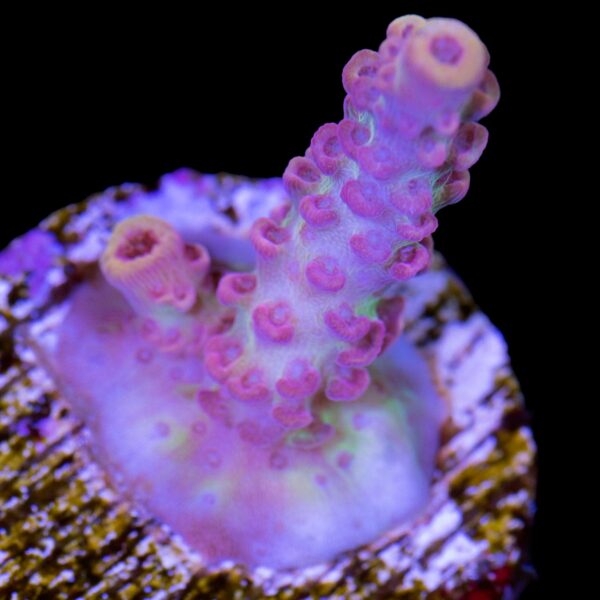 Vivid's Disco Fever Acropora Coral - New Release