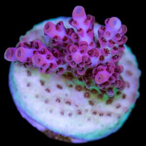 Peppermint Table Acropora Coral