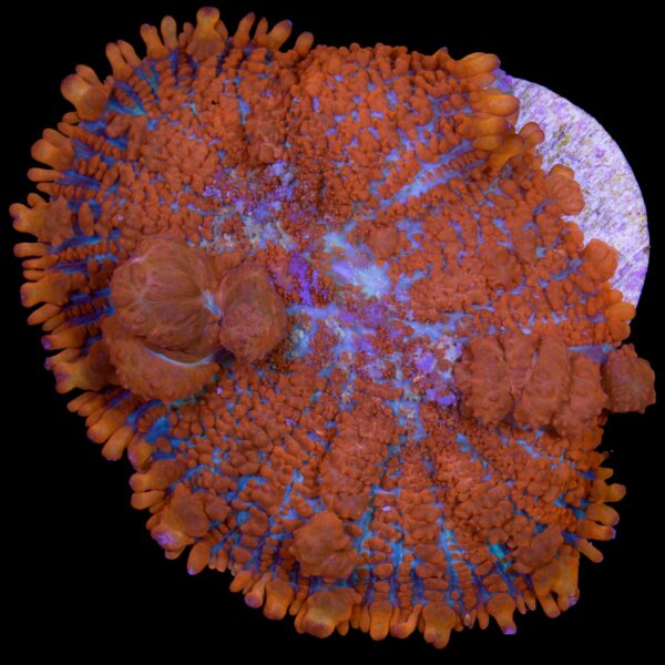 JF Raunchy Red Bounce Mushroom Coral