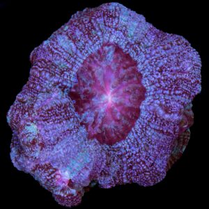 Mystic Rose Acan Bowerbanki Coral