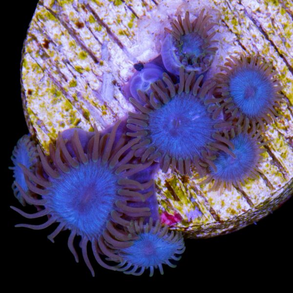 Blue Crush Zoanthids