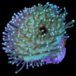 Aqua-cultured Toadstool Leather Coral