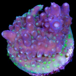 Green Polyp Purple Valida Acropora Coral