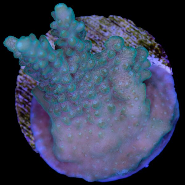 Green Tabling Acropora Coral