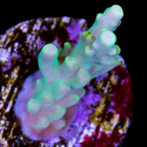 Candyland Acropora Coral