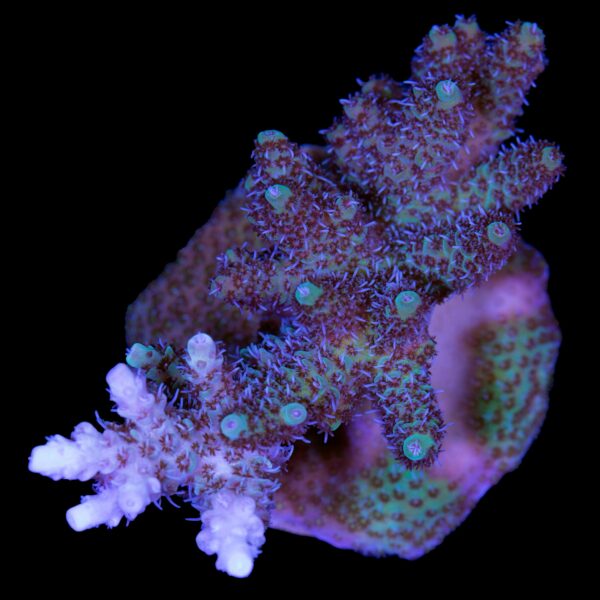 Blue Green Millepora Acropora Coral - Mini Colony