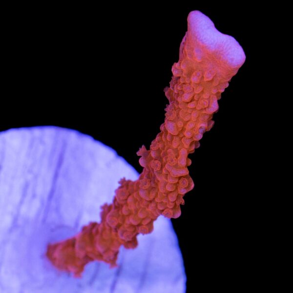 Thin Branching Red Montipora Coral