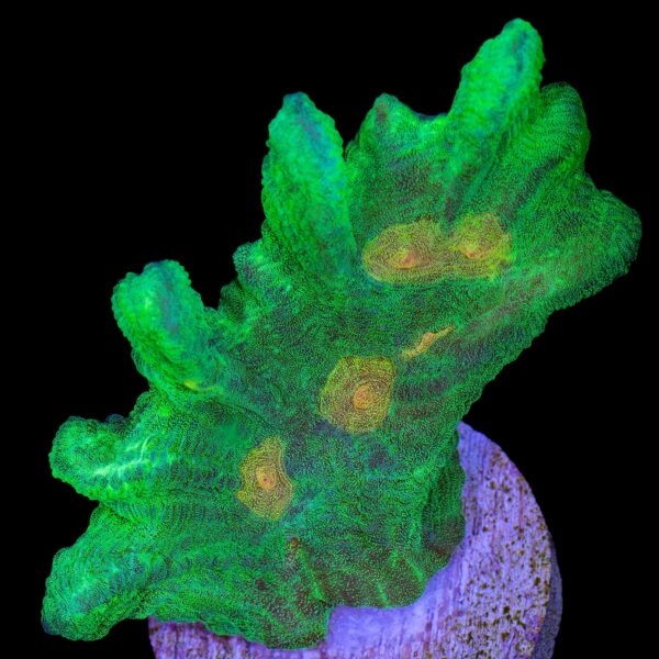 Space Invader Pectinia Coral - XL Frag