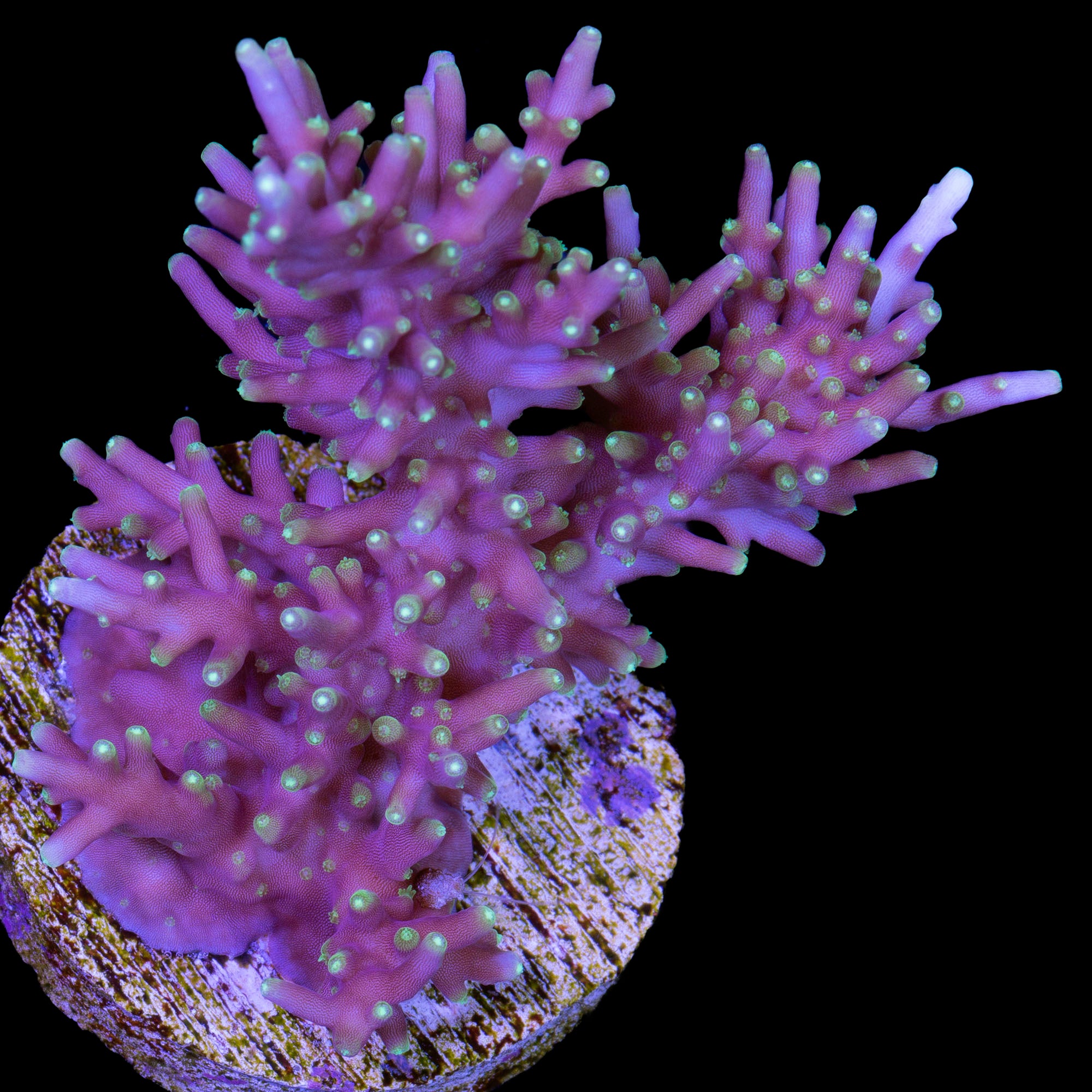 XL Space Dragon Acropora Coral