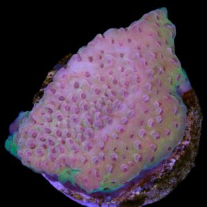 Mystery Encrustment Acropora Coral