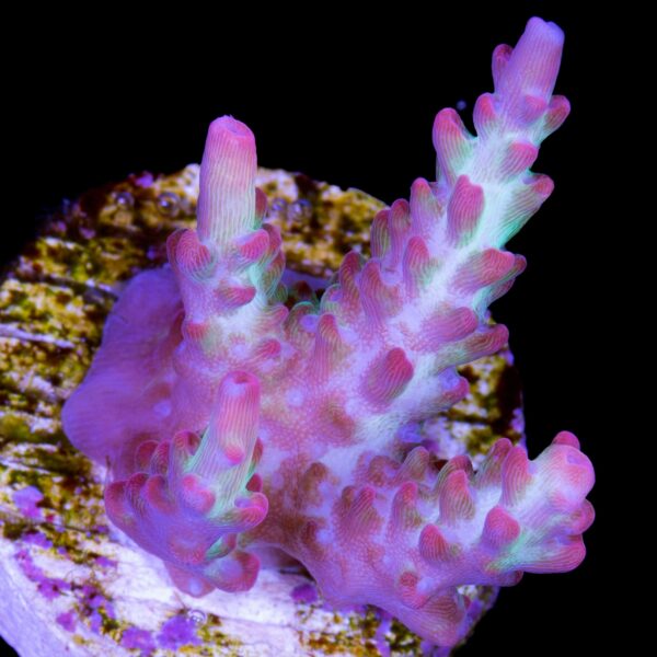 Strawberry Shortcake Acropora Coral