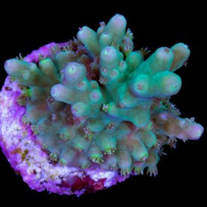 Green Table Acropora Coral