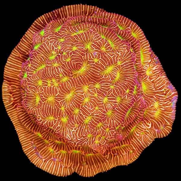 XL Jack-O-Lantern Leptoseris Coral