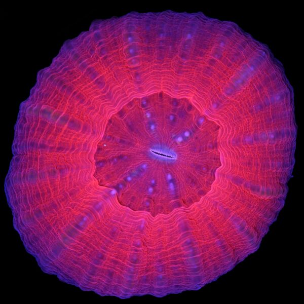 Red Apple Scolymia Coral