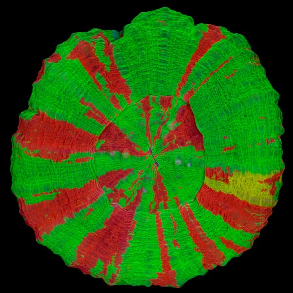 Yellow Streak Bleeding Apple Scolymia Coral