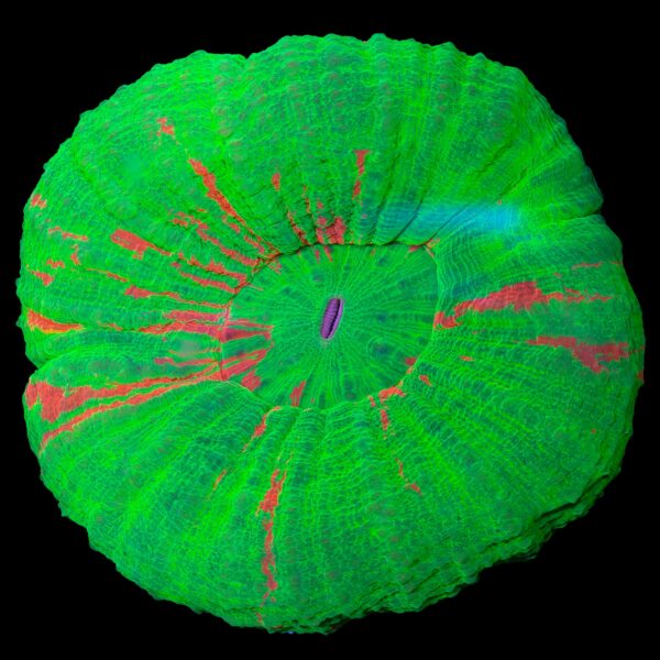 Bleeding Apple Scolymia Coral