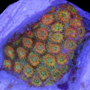 Ultra Rainbow Sparkle Goniopora Coral