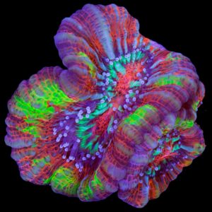Rainbow Symphyllia Wilsoni Coral