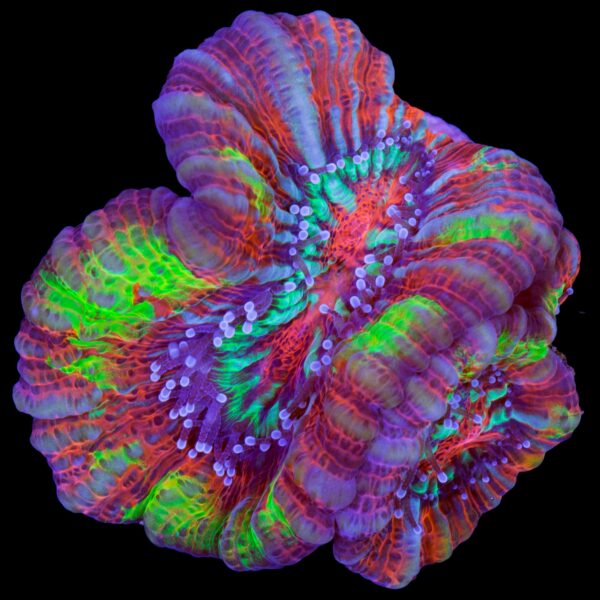Rainbow Symphyllia Wilsoni Coral