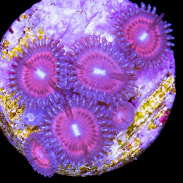 Armor of God Zoanthids