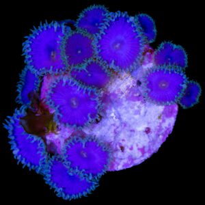 Purple Death Protopaly Coral