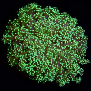 Neon Green Wall Frogspawn Coral