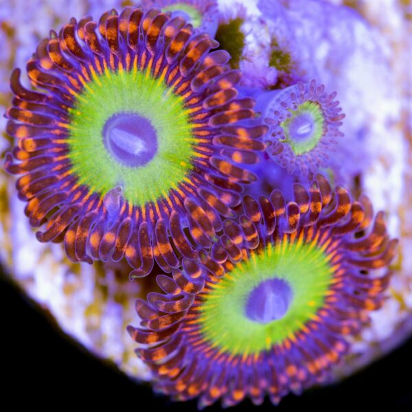 Bowser Zoanthids