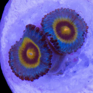 Wolverine Zoanthids