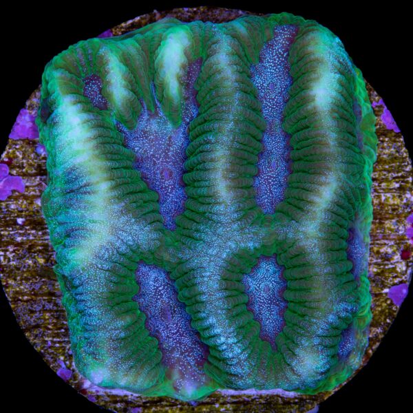 Dragon Soul Platygyra Coral