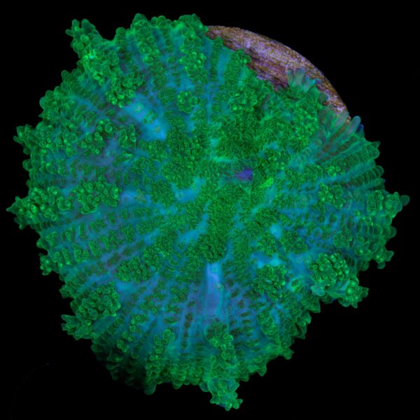 Green Bullseye Mushroom Coral